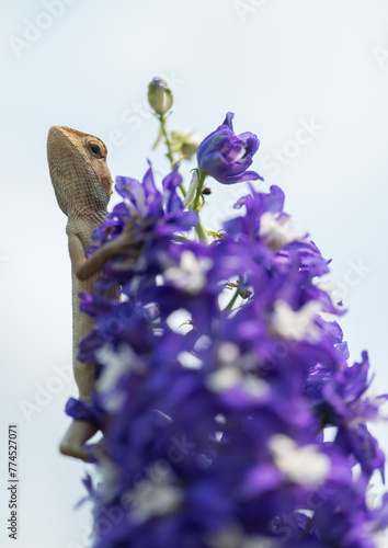 A lizard standing on Salvia farinacea photo