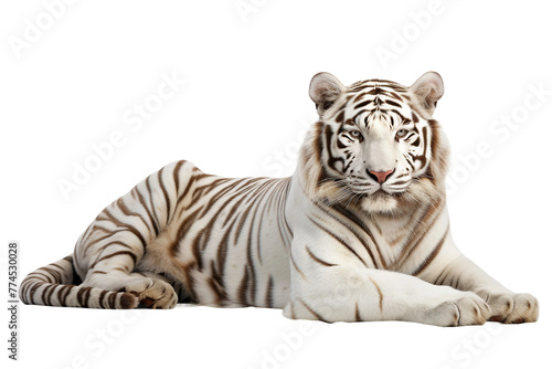 A white tiger in a resting pose
