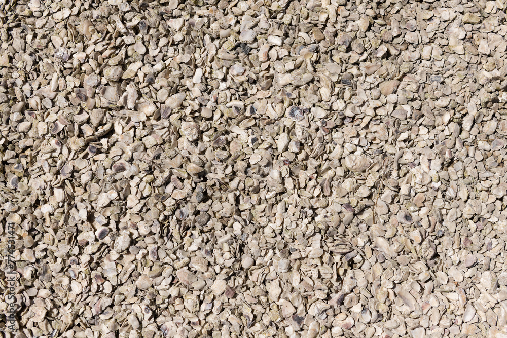 Sea shell background. Natural background of white river or sea shells in daylight Sea shell background. Natural background of white river or sea shells in daylight
