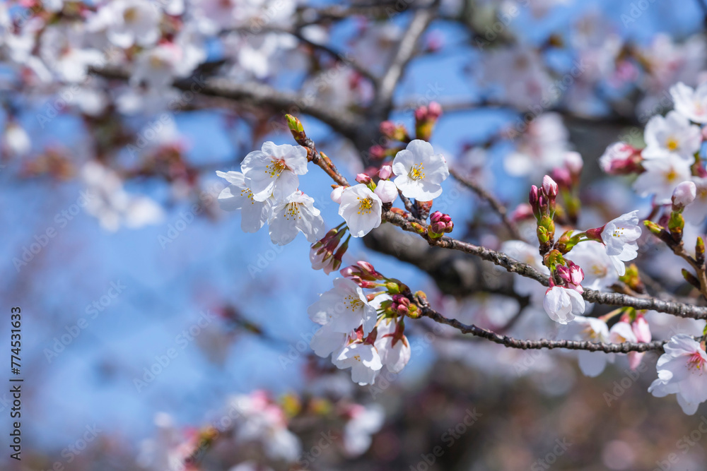 Fototapeta premium 綺麗に咲いた桜の花 ソメイヨシノ