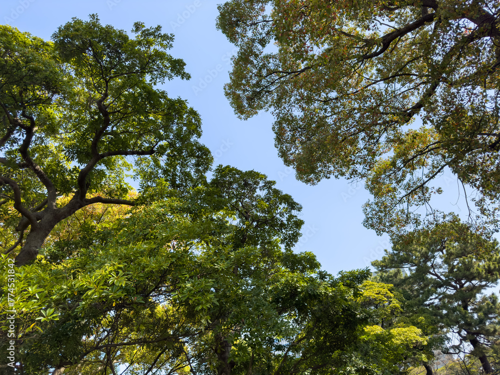 Obraz premium 都心散歩 浜離宮恩賜公園 春うらら