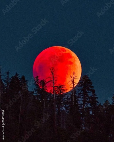 During this lunar eclipse, the moon rises behind a pine forest near Wawona in California's Yosemite National Park. photo