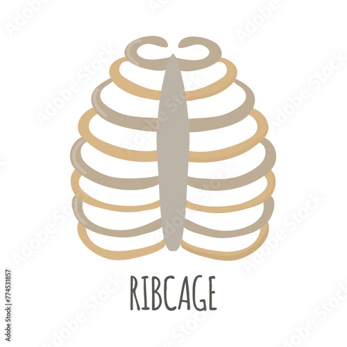 Ribcage icon clipart avatar logotype isolated vector illustration © Oksana
