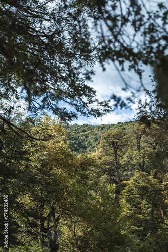 trees in the forest