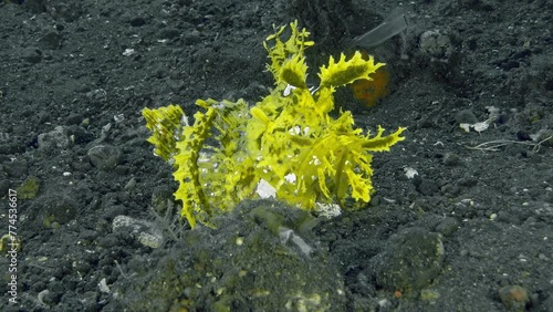 A bright yellow fish sits on the bottom of a tropical sea, swaying from side to side. Lacy Scorpionfish (Rhinopias aphanes). Complex reticular pattern of dark lines on yellow or greenish background. photo