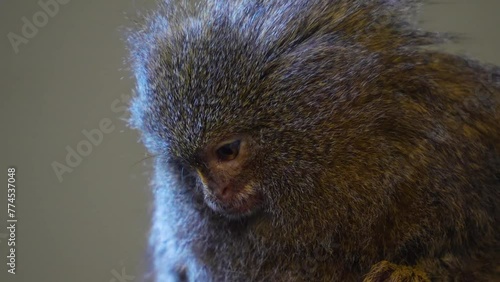 Close view of a dwarf marmoset monkey moving his head around. photo