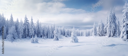 A serene winter scene of trees covered in snow in a dense forest under a clear blue sky with fluffy clouds