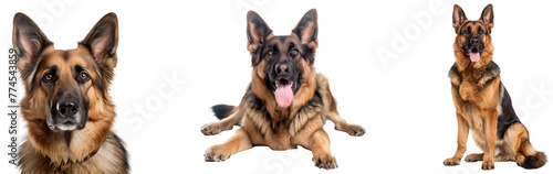 German Shepherd on Invisible Background