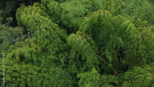 aerial images of natural green guaduas of Quindio photo