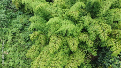 aerial images of natural green guaduas of Quindio photo