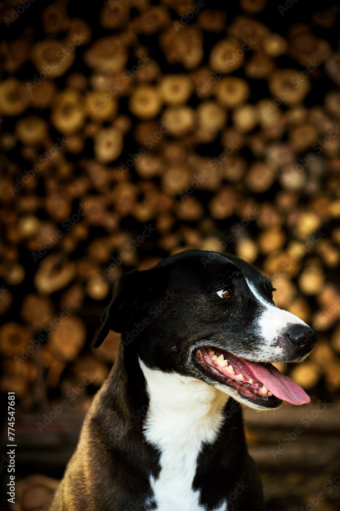 Black Dog Black Dog