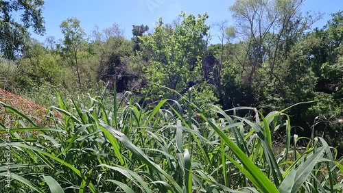 Tall grass along the banks of the San Antonio River near the city of Floresville, Texas  (ID: 774548284)
