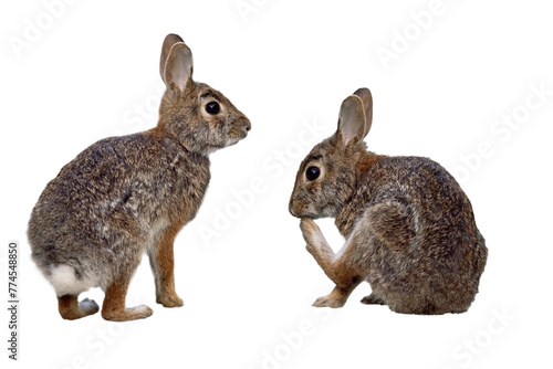 Two rabbits, possibly eastern cottontails (Sylvilagus floridanus) but please check with an expert. Transparent PNG cropped photo assets . Original photos by me on Lido Key, Florida. photo