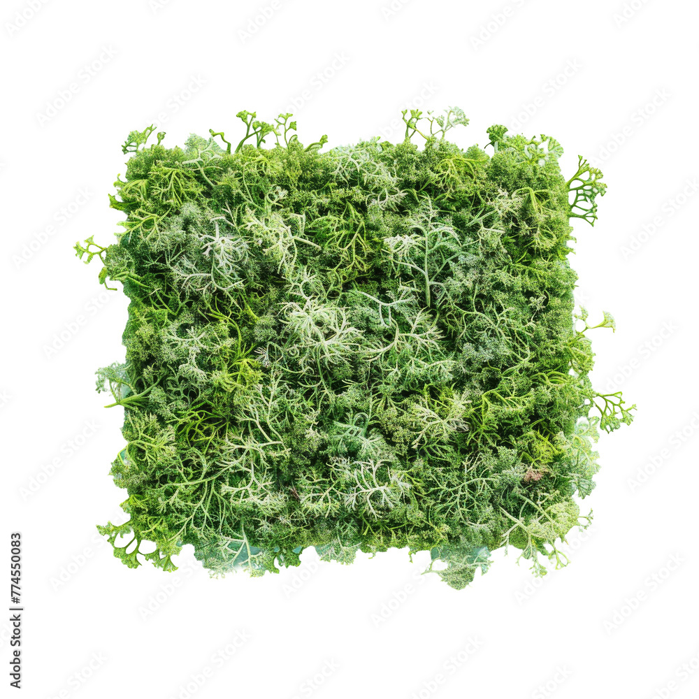 Obraz premium Green square of plants on Transparent Background
