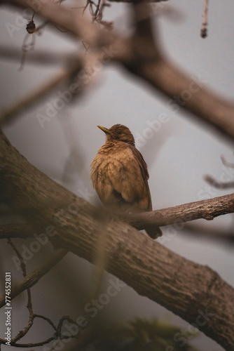 Pájaro Yiguirro en Costa Rica photo