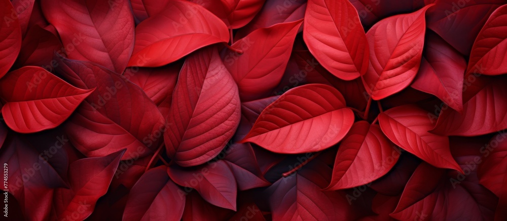 Striking red leaves create a stunning background suitable for wallpapers or backdrops, ideal for adding a pop of color