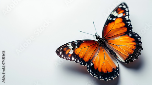 beautiful butterfly isolated on white copy space Small tortoiseshell (Aglais urticae L.) butterfly with open wings against white background , Generative Ai © shehzad