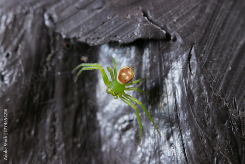 Very small juvenile Kohanagumo (Misumenops tricuspidatus) spider that is entirely green with a spotted brown abdomen (Natural+flash light, macro close-up photography) photo