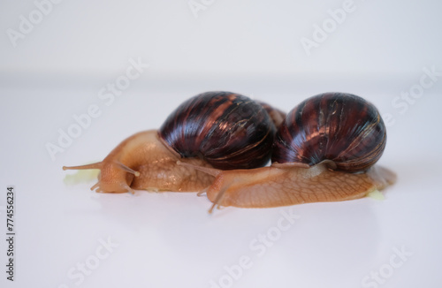 House snail (Achatina fulica) crawls along half cucumber and eats it. Invertebrate mollusk, slug. Selective focus.