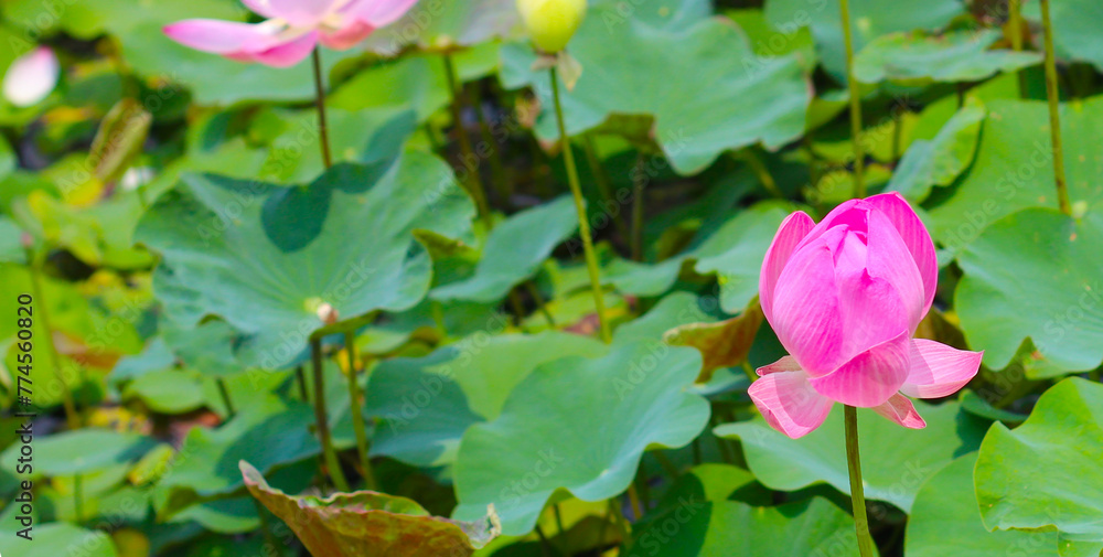 Pink lotus flower in pond with green leaves. Lotus lake, beautiful nature background. Pink lotus flower in pond with green leaves. Lotus lake, beautiful nature background.