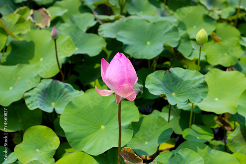 Pink lotus flower blooming in pond with green leaves. Lotus lake  beautiful nature background.