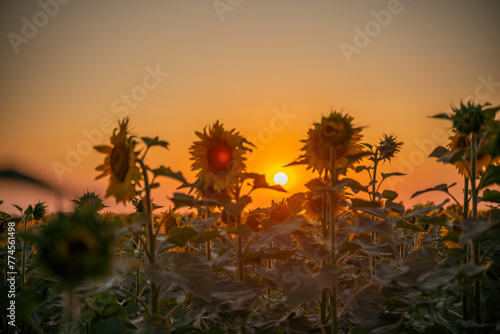 Field sunflowers in the warm light of the setting sun. Summer time. Concept agriculture oil production growing. © svetograph