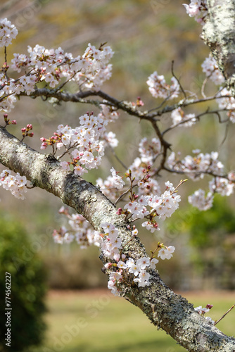 桜