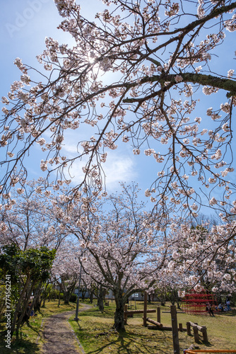 桜