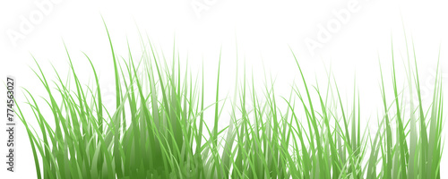 green grass transparent background
