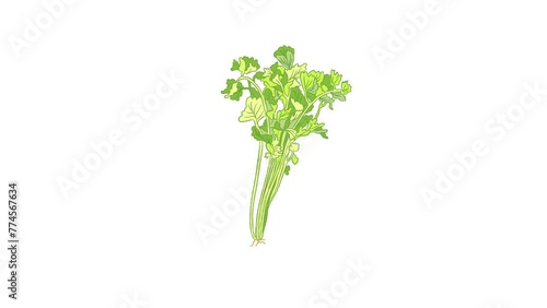 Fresh pium graveolens linn celery vegetable photo