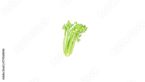 Whole raw fresh isolated celery