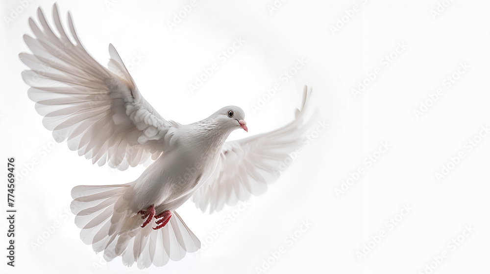 White pigeon Close-up of seagull flying against clear sky White Dove flying away, Beautiful White Dove Flapping Its Wings Isolated on Black Background Generative AI