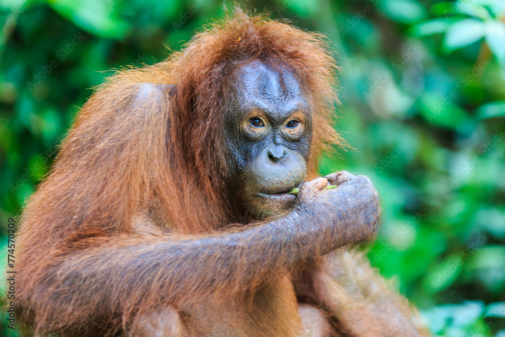 orangutans or pongo pygmaeus is the only asian great found on the island of Borneo and Sumatra orangutans or pongo pygmaeus is the only asian great found on the island of Borneo and Sumatra