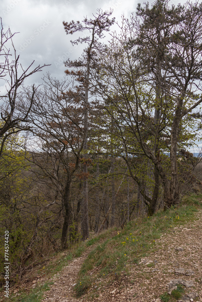 Obraz premium Path in the woods.