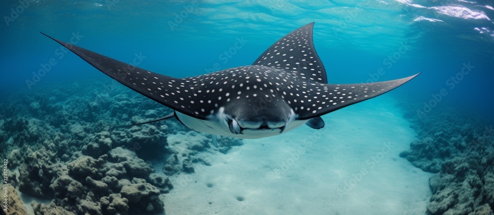 Naklejka premium A giraffe swimming gracefully in the ocean as a massive fish swims in the background, creating a unique underwater scene