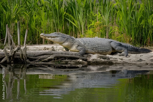 Large crocodiles in Hamat Gader nature reserve, wildlife habitat photo