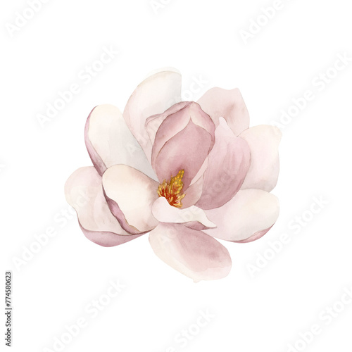 Fototapeta Naklejka Na Ścianę i Meble -  Light pink magnolia flower in bloom. Floral watercolor illustration hand painted isolated on white background.