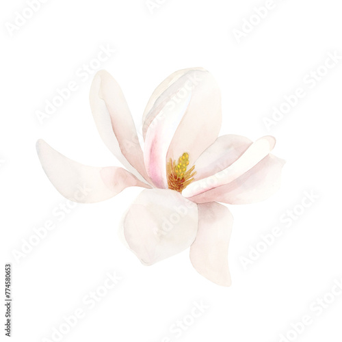 Light pink magnolia flower in bloom. Floral watercolor illustration hand painted isolated on white background.