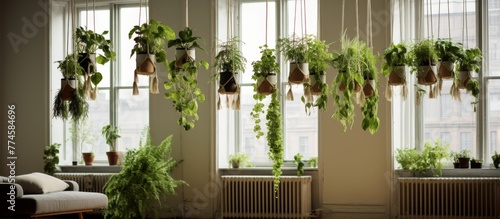 Numerous lush green plants with vines cascading down are suspended from the windows of a sunlit room