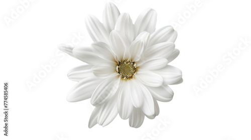 
white flower isolated on transparent background 