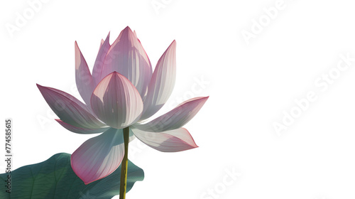  Photo of a graceful lotus flower on a solid white background.