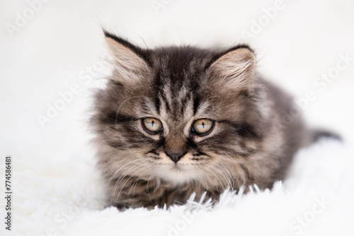 cute brown cat on a light background