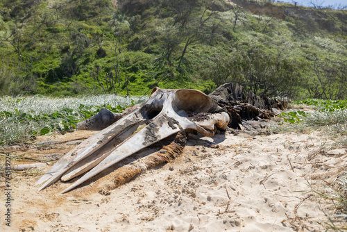 Skeleton of a humpback whale calf decomposed in the sand dunes along 75 mile beach on the sand island of K   gari  Fraser Island   Queensland  Australia