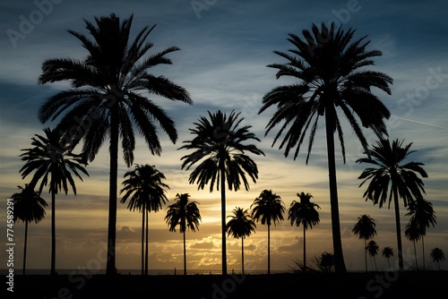Scene Silhouette of palm trees at sunset  tropical landscape photo