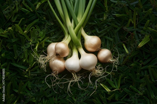 Shallots, herbaceous plants with pungent odor, Thai herbal plant photo