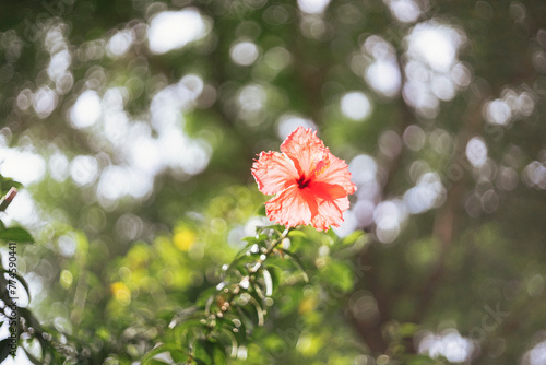 The striking crimson-red flowers of a thriving Sleeping Hibiscus (Malvaviscus penduliflorus) tree - a member of the Malvaviscus family - showing the different stages of flowering. photo