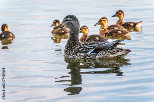 A family of ducks, a duck and its little ducklings are swimming in the water. The duck takes care of its newborn ducklings. Mallard, lat. Anas platyrhynchos