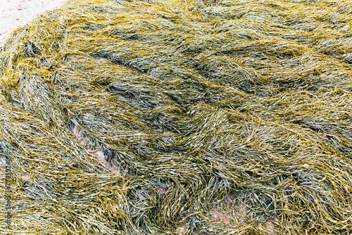 vue sur une surface au sol recouverte d'algues jaunes humides lors d'une journée ennuagée photo