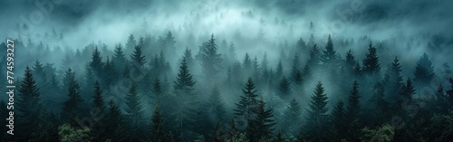 Mystical Schwarzwald  Panoramic View of Fog   Dark Trees in Black Forest  Germany