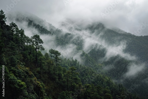 A misty mountain forest scene, the fog weaves through the trees, creating a mystical and serene atmosphere © Judeah_Stock
